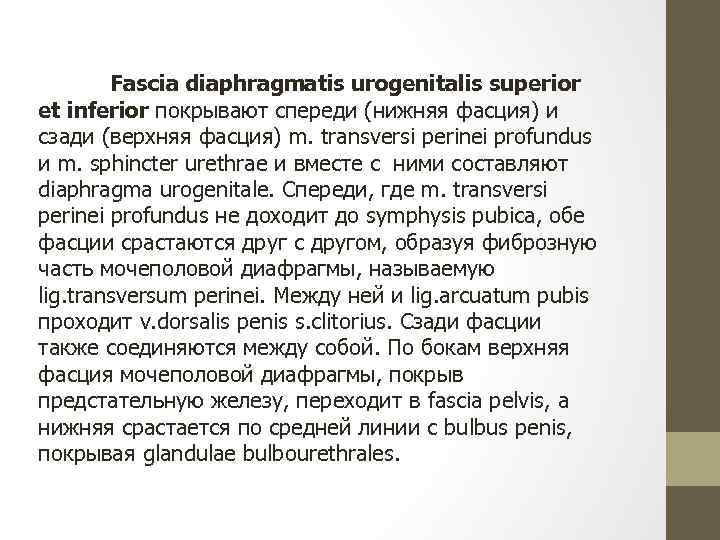 Fascia diaphragmatis urogenitalis superior et inferior покрывают спереди (нижняя фасция) и сзади (верхняя фасция)