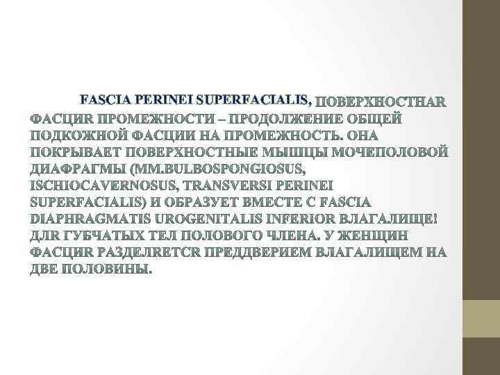 FASCIA PERINEI SUPERFACIALIS, 