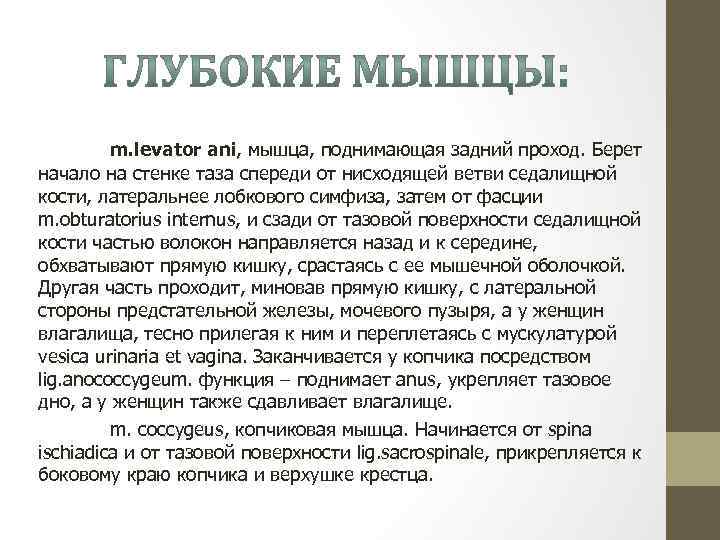 m. levator ani, мышца, поднимающая задний проход. Берет начало на стенке таза спереди от