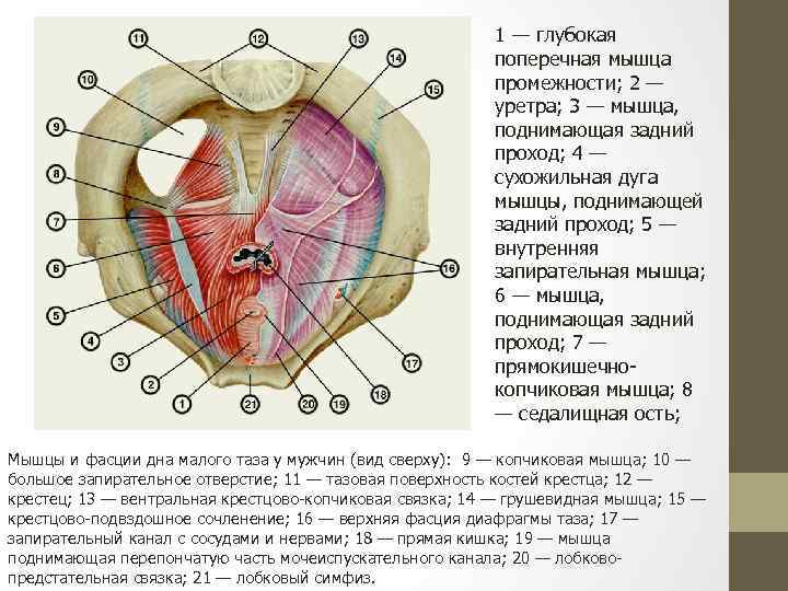 1 — глубокая поперечная мышца промежности; 2 — уретра; 3 — мышца, поднимающая задний