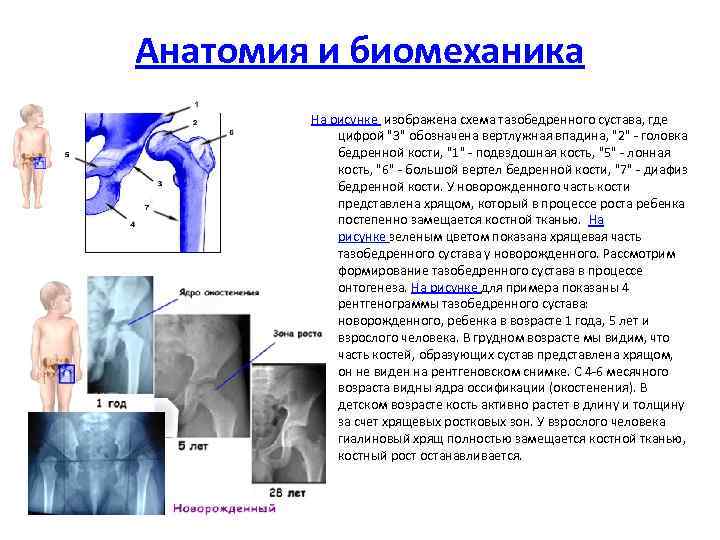 Анатомия и биомеханика На рисунке изображена схема тазобедренного сустава, где цифрой "3" обозначена вертлужная