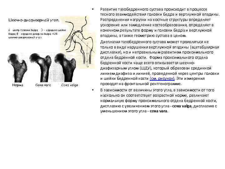  • • • Развитие тазобедренного сустава происходит в процессе тесного взаимодействия головки бедра