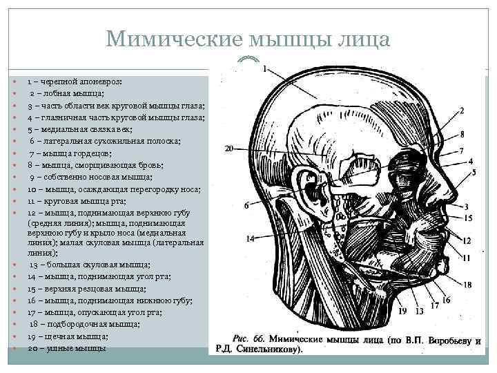 Мимические мышцы лица 1 – черепной апоневроз: 2 – лобная мышца; 3 – часть