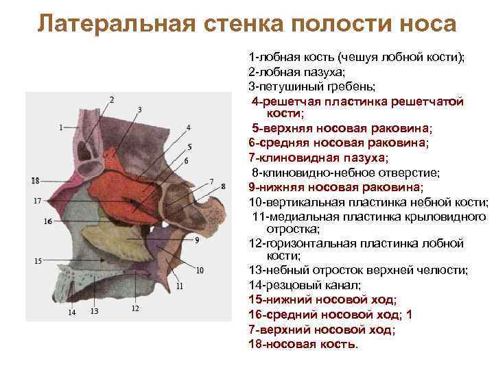 Кости образующие стенки полости носа