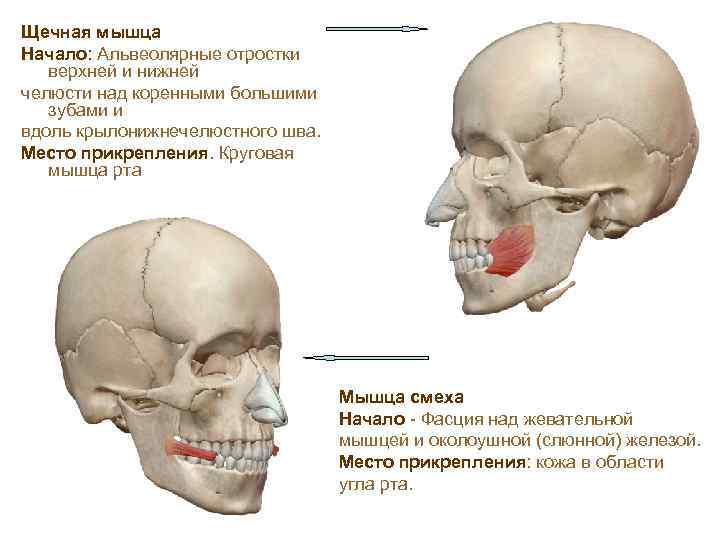 Щечная мышца Начало: Альвеолярные отростки верхней и нижней челюсти над коренными большими зубами и