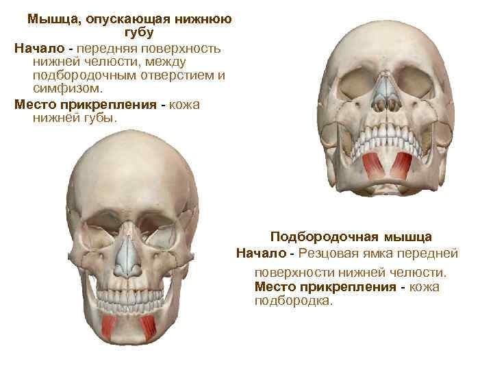 Мышца, опускающая нижнюю губу Начало - передняя поверхность нижней челюсти, между подбородочным отверстием и
