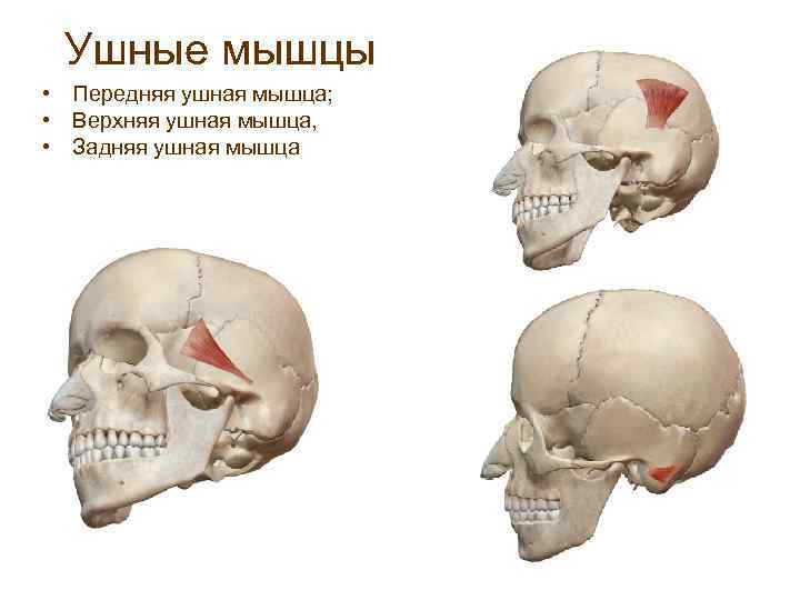 Ушные мышцы • Передняя ушная мышца; • Верхняя ушная мышца, • Задняя ушная мышца