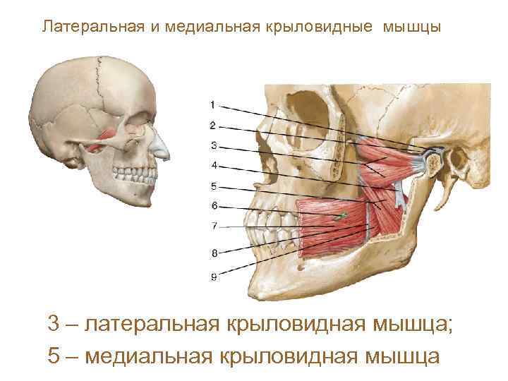 Латеральная и медиальная крыловидные мышцы 3 – латеральная крыловидная мышца; 5 – медиальная крыловидная