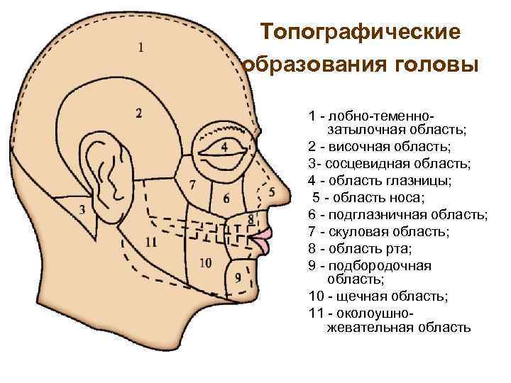Топографические образования головы 1 - лобно-теменнозатылочная область; 2 - височная область; 3 - сосцевидная