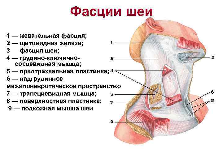 Фасции шеи 1 — жевательная фасция; 2 — щитовидная железа; 3 — фасция шеи;