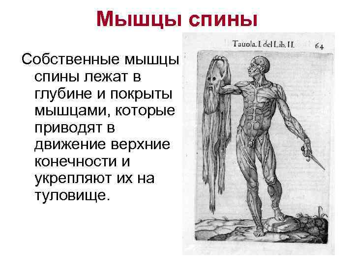 Мышцы спины Собственные мышцы спины лежат в глубине и покрыты мышцами, которые приводят в