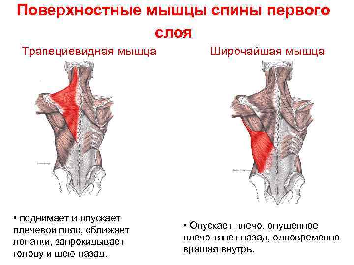 Поверхностные мышцы спины первого слоя Трапециевидная мышца Широчайшая мышца • поднимает и опускает плечевой