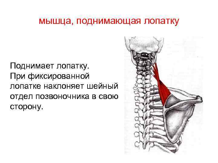  мышца, поднимающая лопатку Поднимает лопатку. При фиксированной лопатке наклоняет шейный отдел позвоночника в