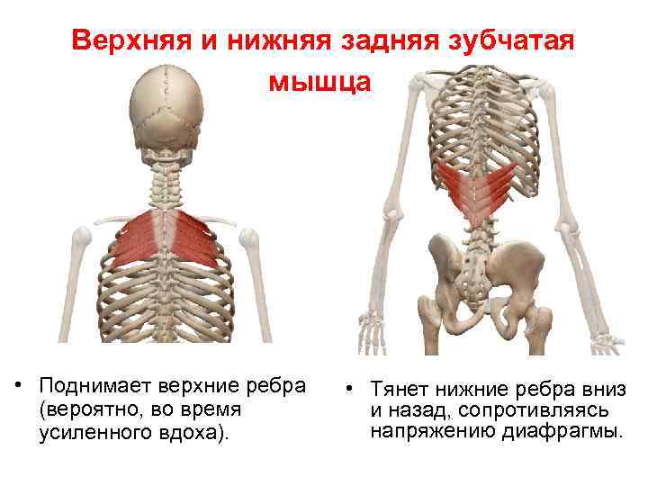 Верхняя и нижняя задняя зубчатая мышца • Поднимает верхние ребра (вероятно, во время усиленного