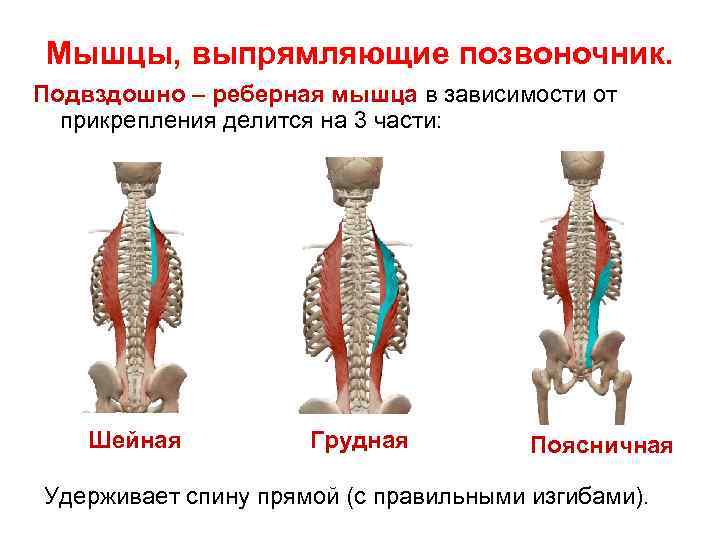 Мышцы, выпрямляющие позвоночник. Подвздошно – реберная мышца в зависимости от прикрепления делится на 3