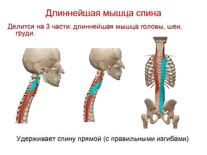 Длиннейшая мышца спина Делится на 3 части: длиннейшая мышца головы, шеи, груди. Удерживает спину