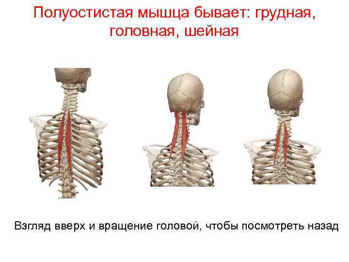 Полуостистая мышца бывает: грудная, головная, шейная Взгляд вверх и вращение головой, чтобы посмотреть назад