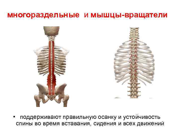 многораздельные и мышцы-вращатели • поддерживают правильную осанку и устойчивость спины во время вставания, сидения
