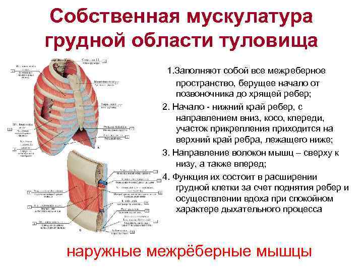Собственная мускулатура грудной области туловища 1. Заполняют собой все межреберное пространство, берущее начало от