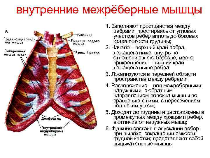  внутренние межрёберные мышцы 1. Заполняют пространства между ребрами, простираясь от угловых участков ребер