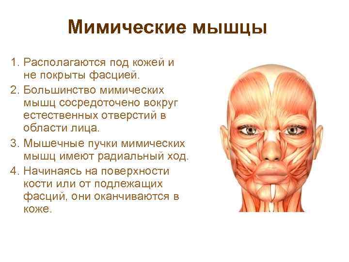 Мимические мышцы 1. Располагаются под кожей и не покрыты фасцией. 2. Большинство мимических мышц