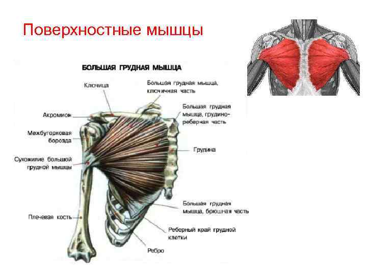 Поверхностные мышцы 