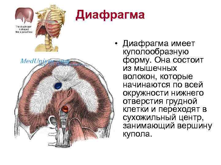 Диафрагма • Диафрагма имеет куполообразную форму. Она состоит из мышечных волокон, которые начинаются по
