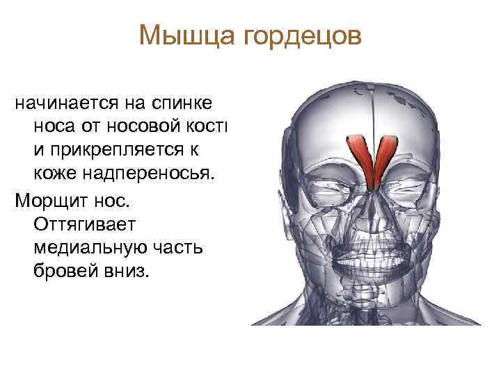 Мышца гордецов начинается на спинке носа от носовой кости и прикрепляется к коже надпереносья.