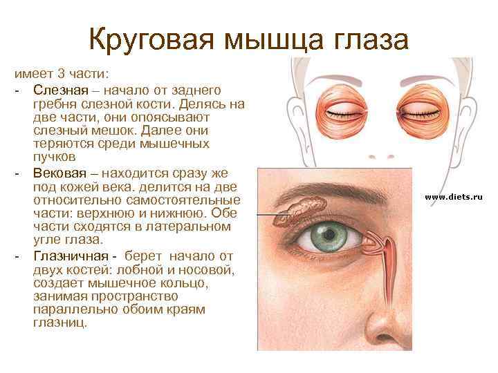 Круговая мышца глаза имеет 3 части: - Слезная – начало от заднего гребня слезной