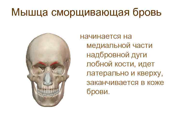 Мышца сморщивающая бровь начинается на медиальной части надбровной дуги лобной кости, идет латерально и