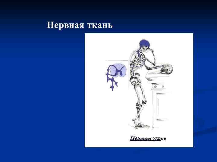 Нервная ткань 