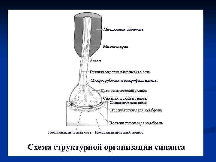 Миелиновая оболочка Митохондрия Аксон Гладкая эндоплазматическая сеть Микротрубочки и микрофилламенты Пресинаптический полюс Синаптический пузырек