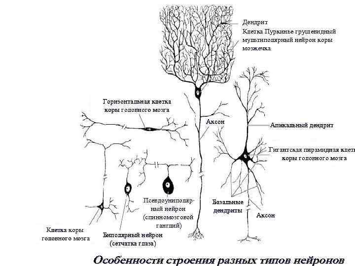 Дендрит Клетка Пуркинье грушевидный мультиполярный нейрон коры мозжечка Горизонтальная клетка коры головного мозга Аксон