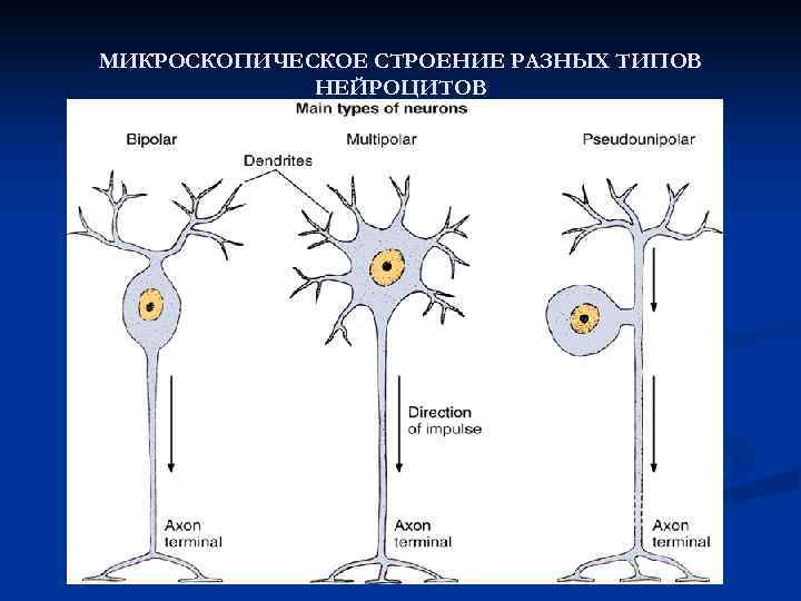 МИКРОСКОПИЧЕСКОЕ СТРОЕНИЕ РАЗНЫХ ТИПОВ НЕЙРОЦИТОВ 