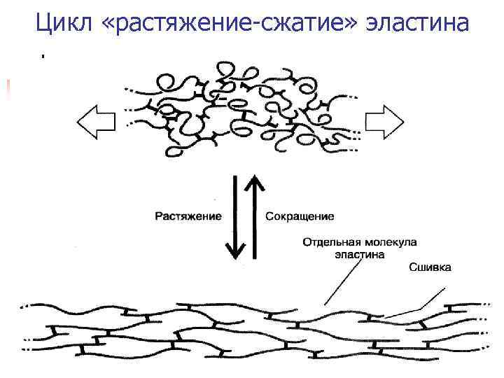 Цикл «растяжение-сжатие» эластина 