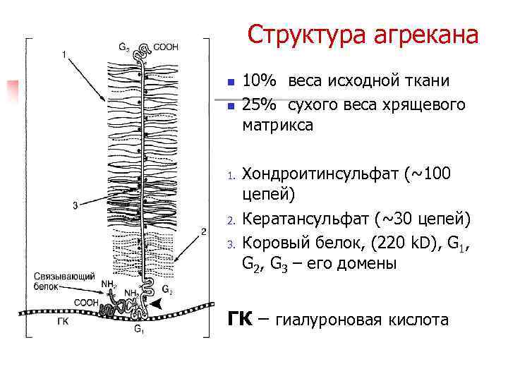 Структура агрекана n n 1. 2. 3. 10% веса исходной ткани 25% сухого веса