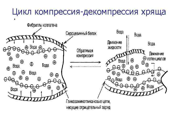 Цикл компрессия-декомпрессия хряща 