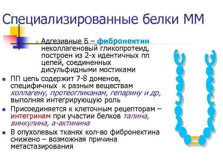 Специализированные белки ММ Адгезивные Б – фибронектин неколлагеновый гликопротеид, построен из 2 -х идентичных