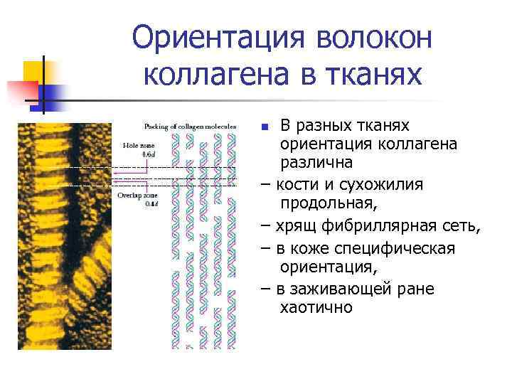 Ориентация волокон коллагена в тканях n – – В разных тканях ориентация коллагена различна