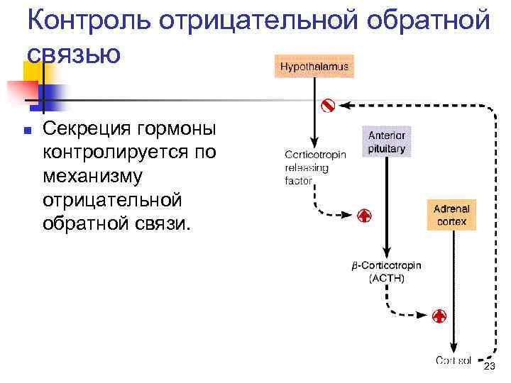 Схема синтеза паратгормона