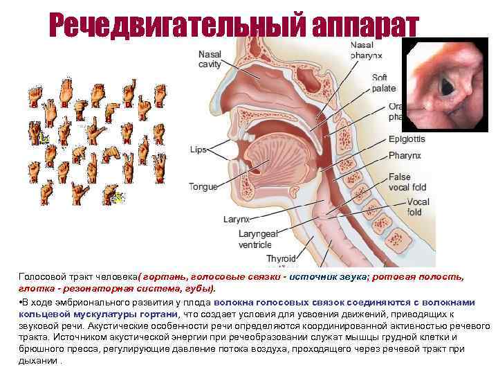 Речедвигательный аппарат Голосовой тракт человека( гортань, голосовые связки - источник звука; ротовая полость, глотка