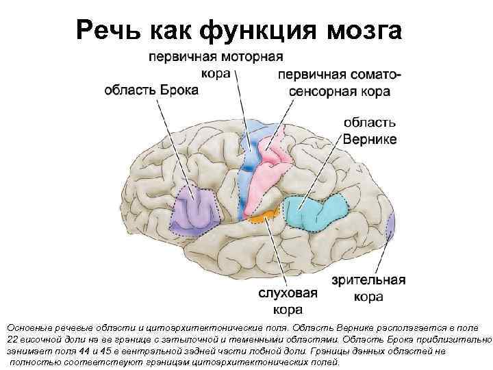 Кто такой вернике в аутласт