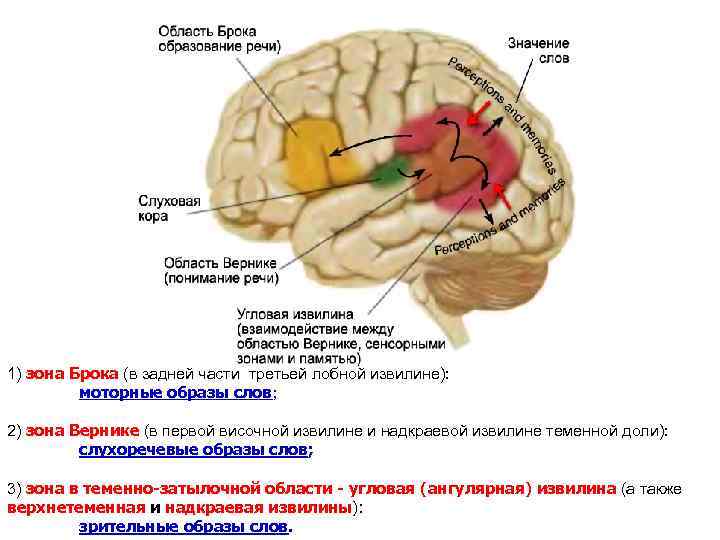 Вторая сигнальная система презентация