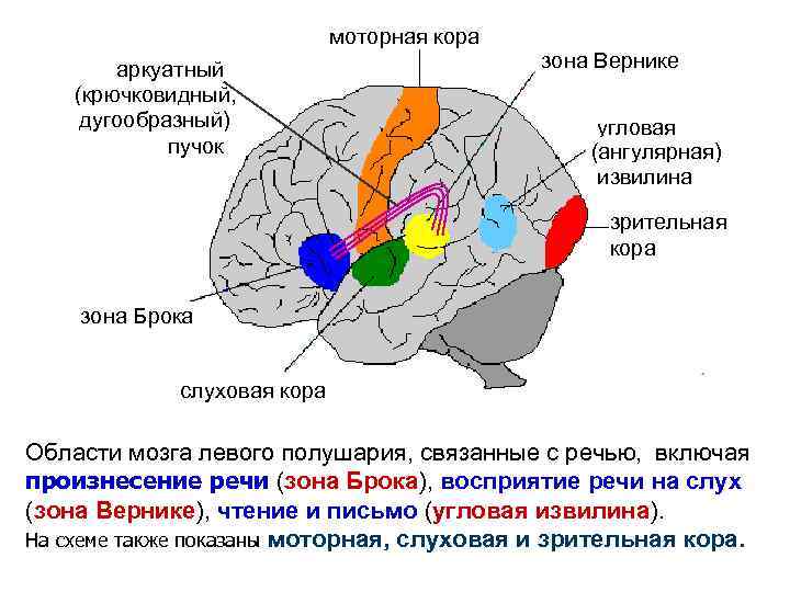 моторная кора аркуатный (крючковидный, дугообразный) пучок зона Вернике угловая (ангулярная) извилина зрительная кора зона