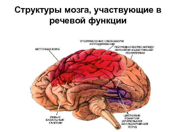 Структуры мозга, участвующие в речевой функции 