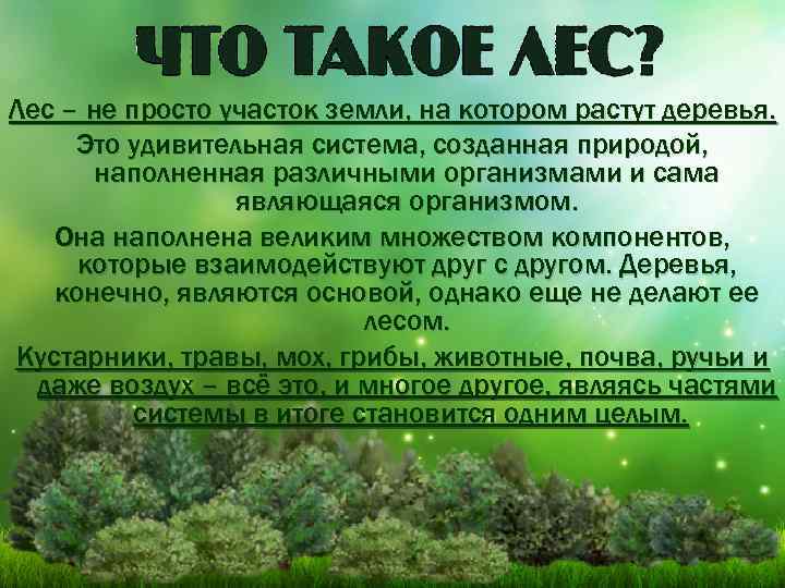 Лес – не просто участок земли, на котором растут деревья. Это удивительная система, созданная