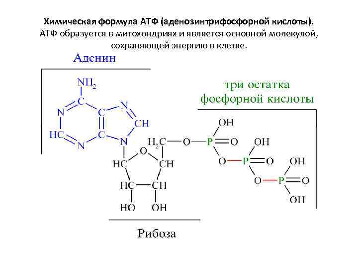 Химическая формула АТФ (аденозинтрифосфорной кислоты). АТФ образуется в митохондриях и является основной молекулой, сохраняющей