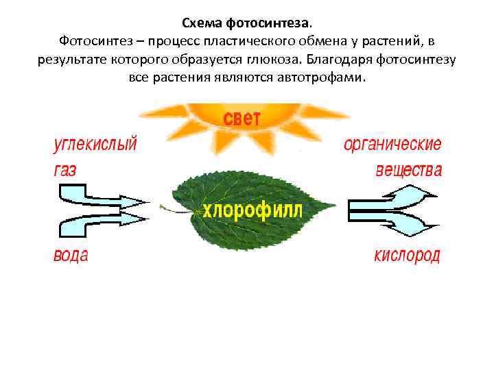 Нарисуйте схему фотосинтеза