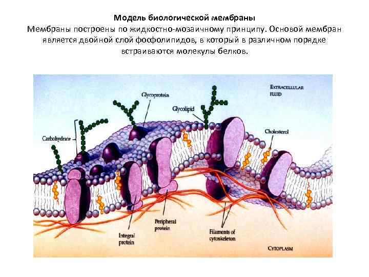 Модель биологической мембраны Мембраны построены по жидкостно-мозаичному принципу. Основой мембран является двойной слой фосфолипидов,