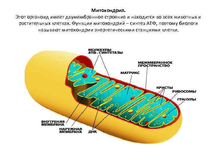 Двумембранная структура клетки